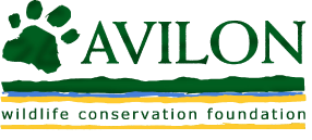 avilon_logo